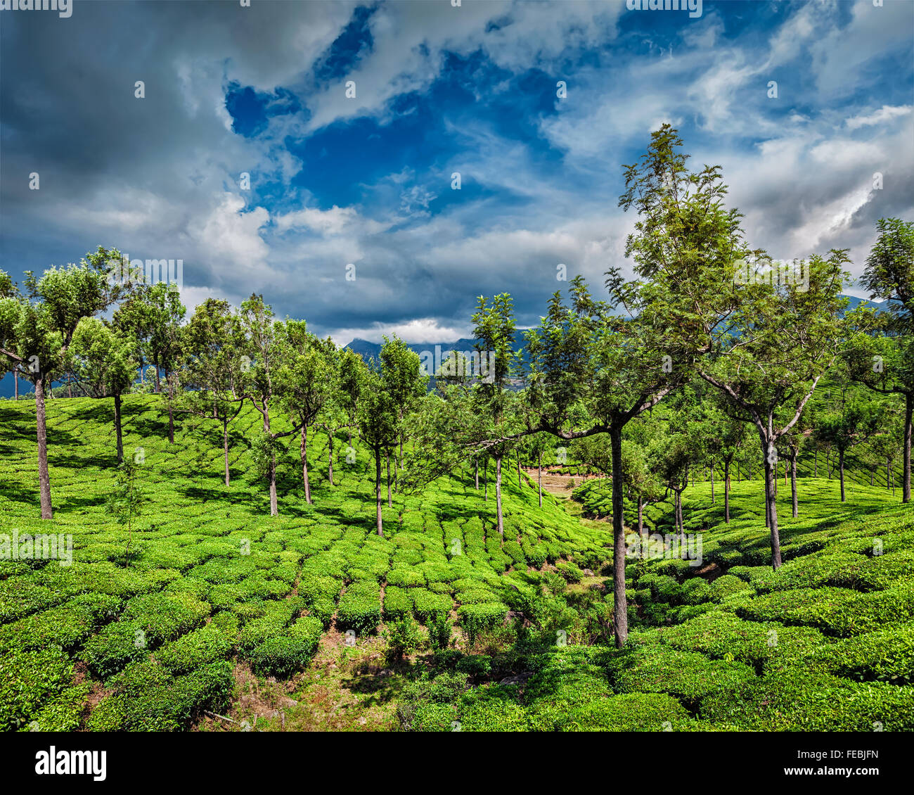 Tee-Plantagen in Bergen Stockfoto
