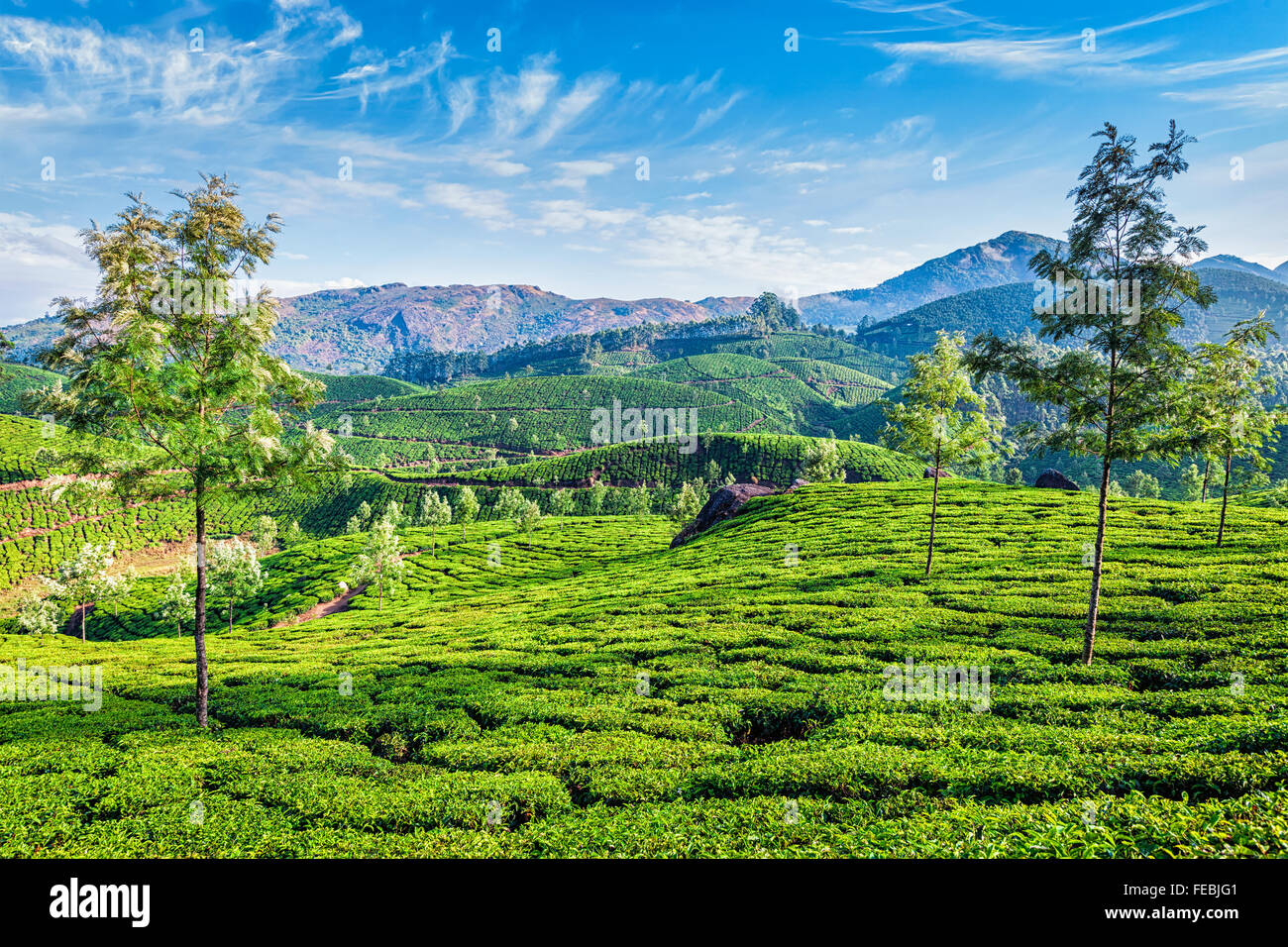 Tee-Plantagen, Munnar, Bundesstaat Kerala, Indien Stockfoto