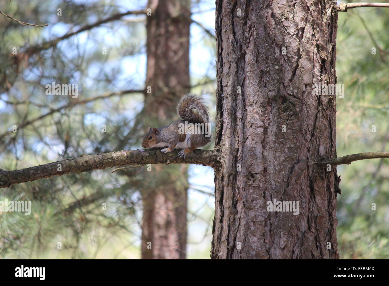 Graue Eichhörnchen auf Ast Stockfoto