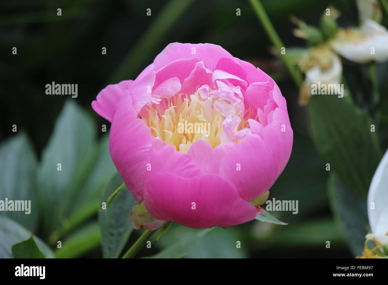 Rosa Blume beginnt zu öffnen Stockfoto