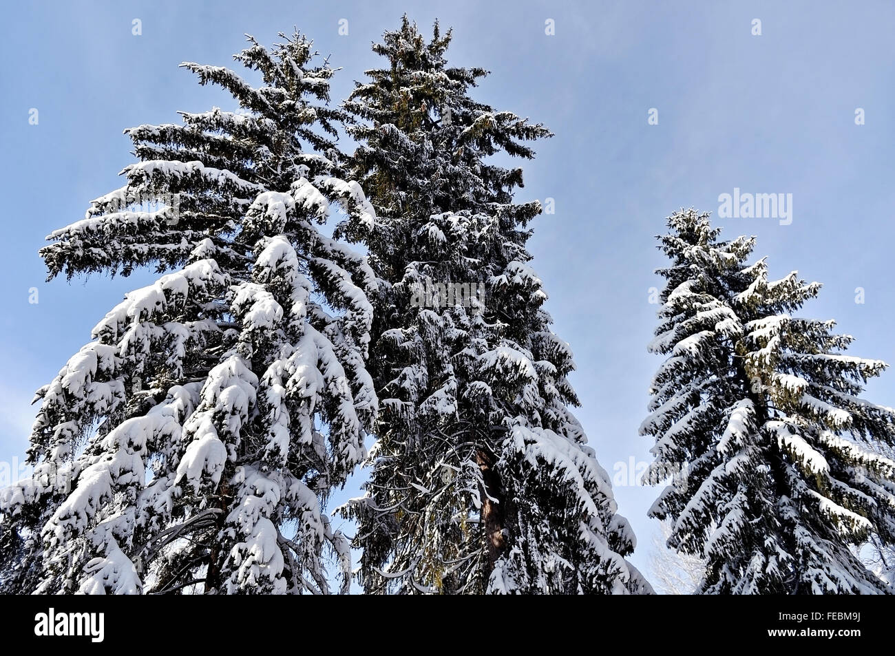 Winter-Szene mit Tannenzweigen Baum voller Schnee nach starkem Schneefall Stockfoto