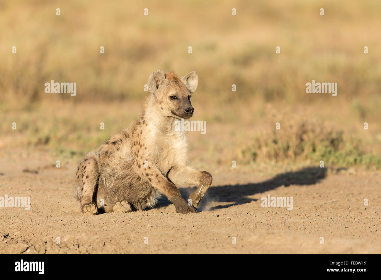 Afrikanische entdeckt Hyäne ruht in der Serengeti-Nationalpark Tansania Stockfoto