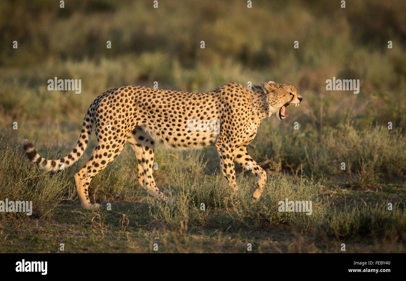 Afrikanische männlichen Gepard Wandern und Gähnen im Serengeti Nationalpark Tansanias Stockfoto