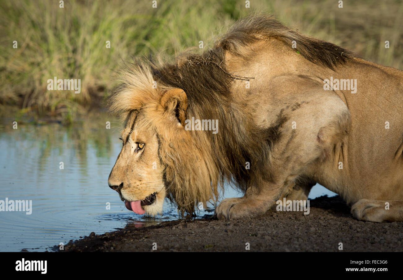 Afrikanischer Löwe trinkt aus einem kleinen Fluss im Morgenlicht im Serengeti Nationalpark in Tansania Stockfoto
