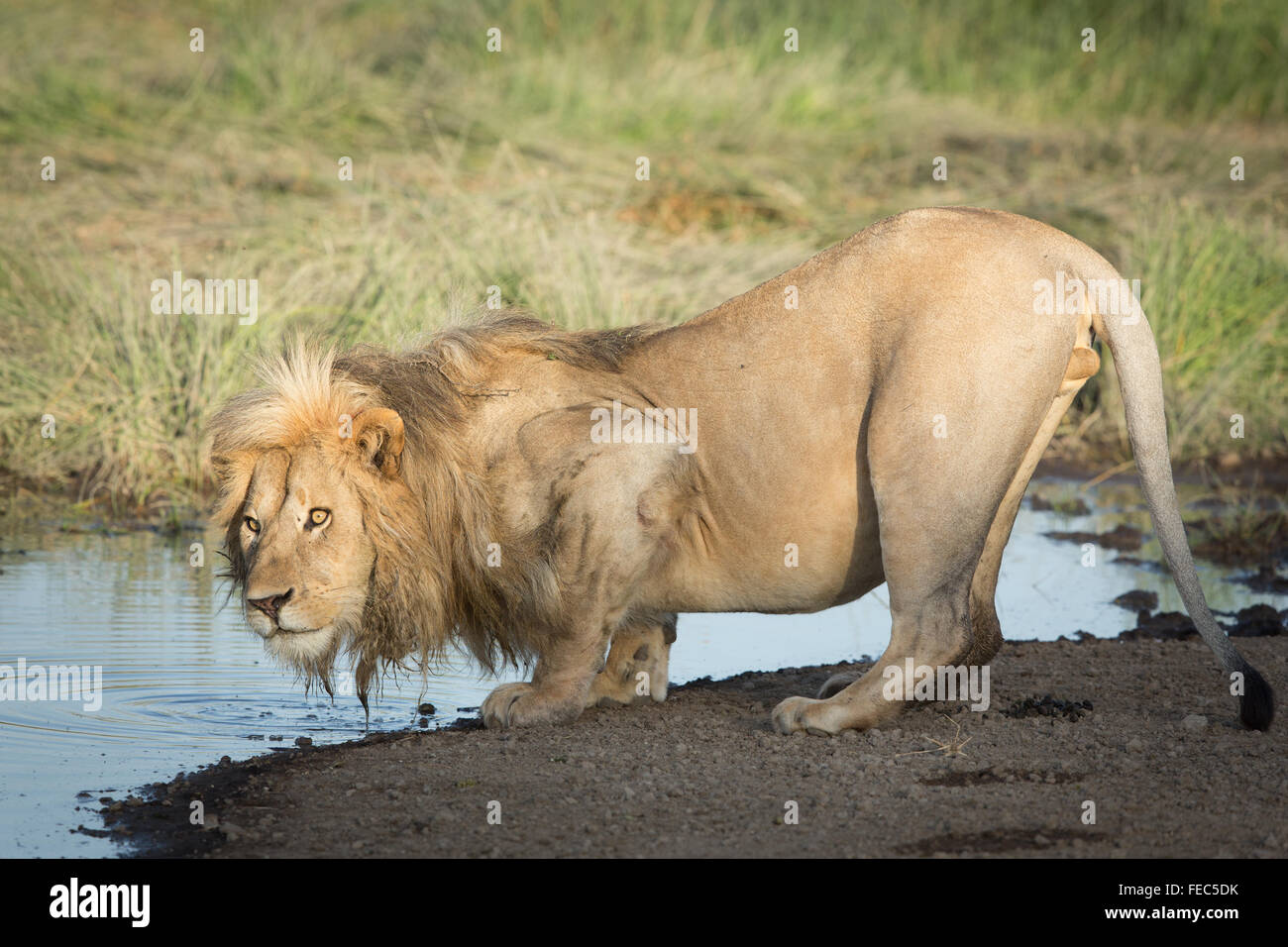 Männlichen afrikanischen Löwen in der Serengeti-Nationalpark Tansania trinken Stockfoto