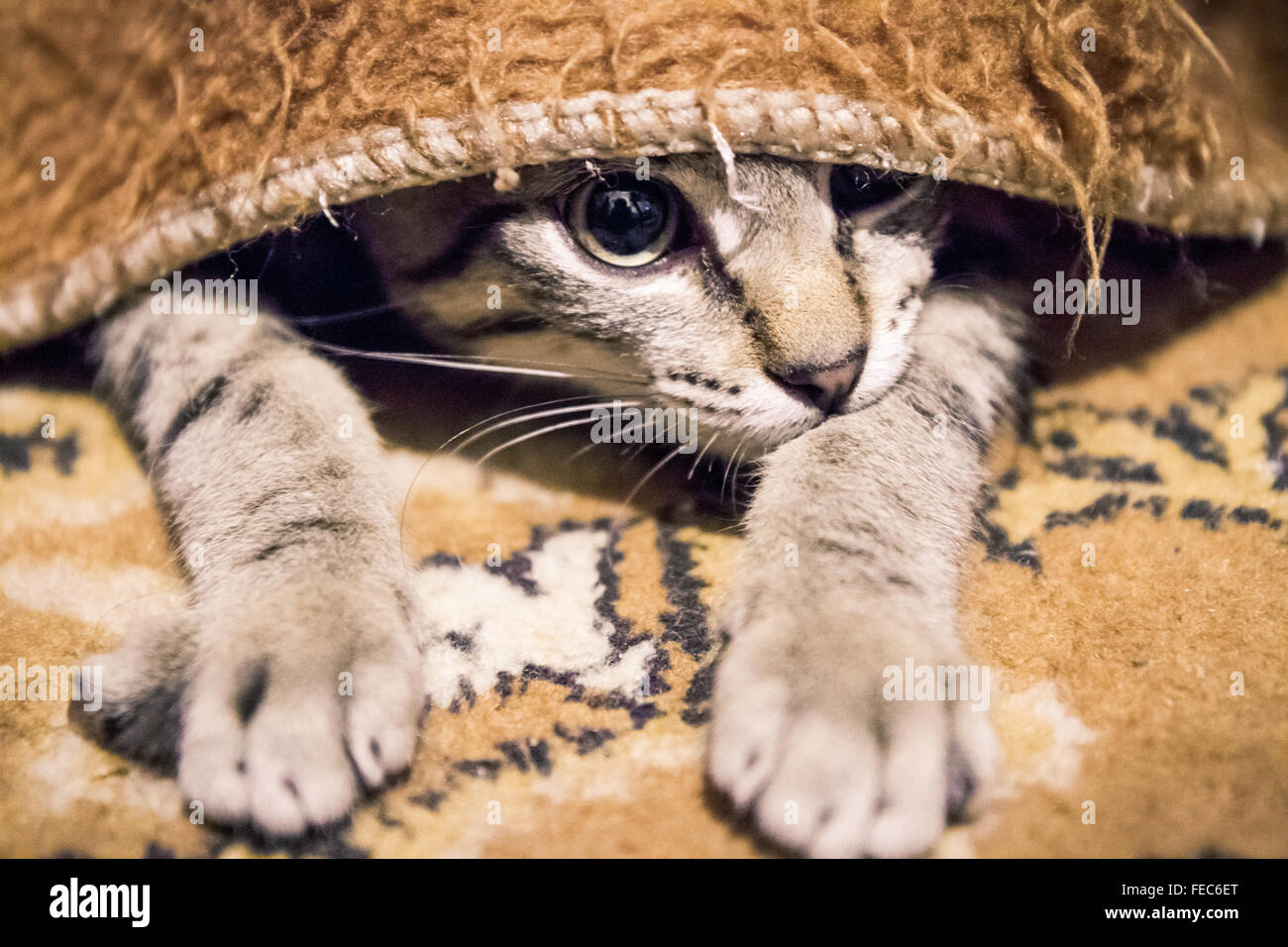 Ein Tabby Europäisch Kurzhaar Kätzchen stalking eine Spielzeug aufmerksam unter einer Decke, während einer Spielsitzung mit seinen Menschen. Stockfoto