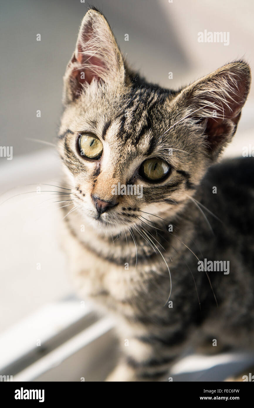 Ein Tabby Europäisch Kurzhaar Kätzchen mit einem traurigen Ausdruck, vor einem Fenster. Stockfoto