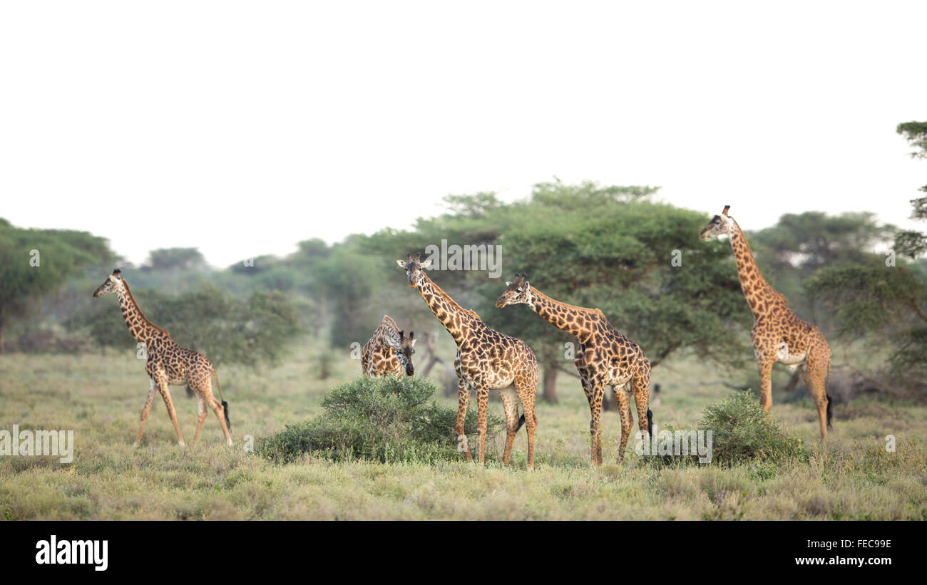 Herde von afrikanische Giraffe zu Fuß in der Serengeti-Nationalpark Tansania Stockfoto