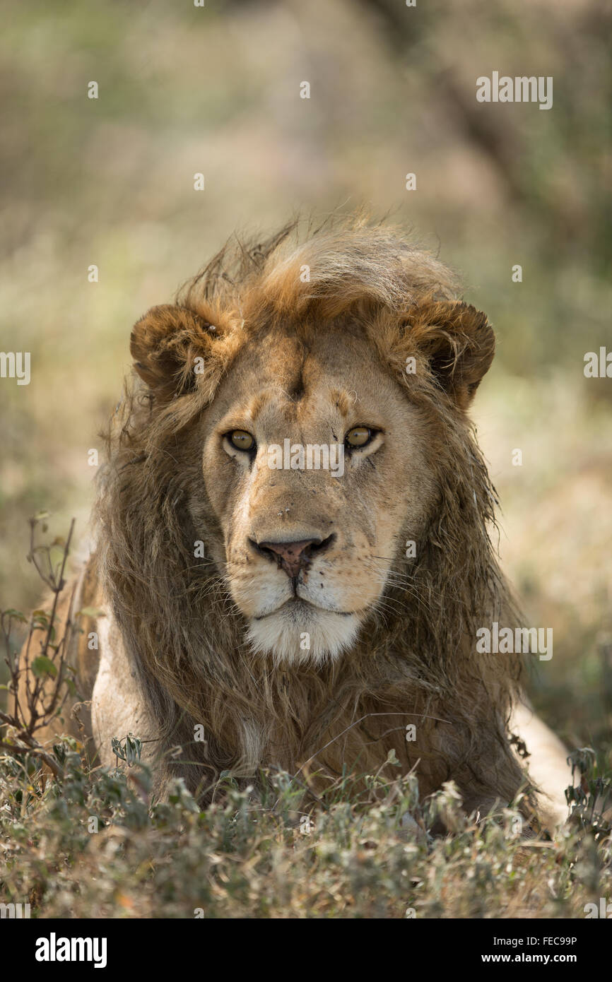 Afrikanische männlichen Löwen in der Serengeti-Nationalpark Tansania Stockfoto