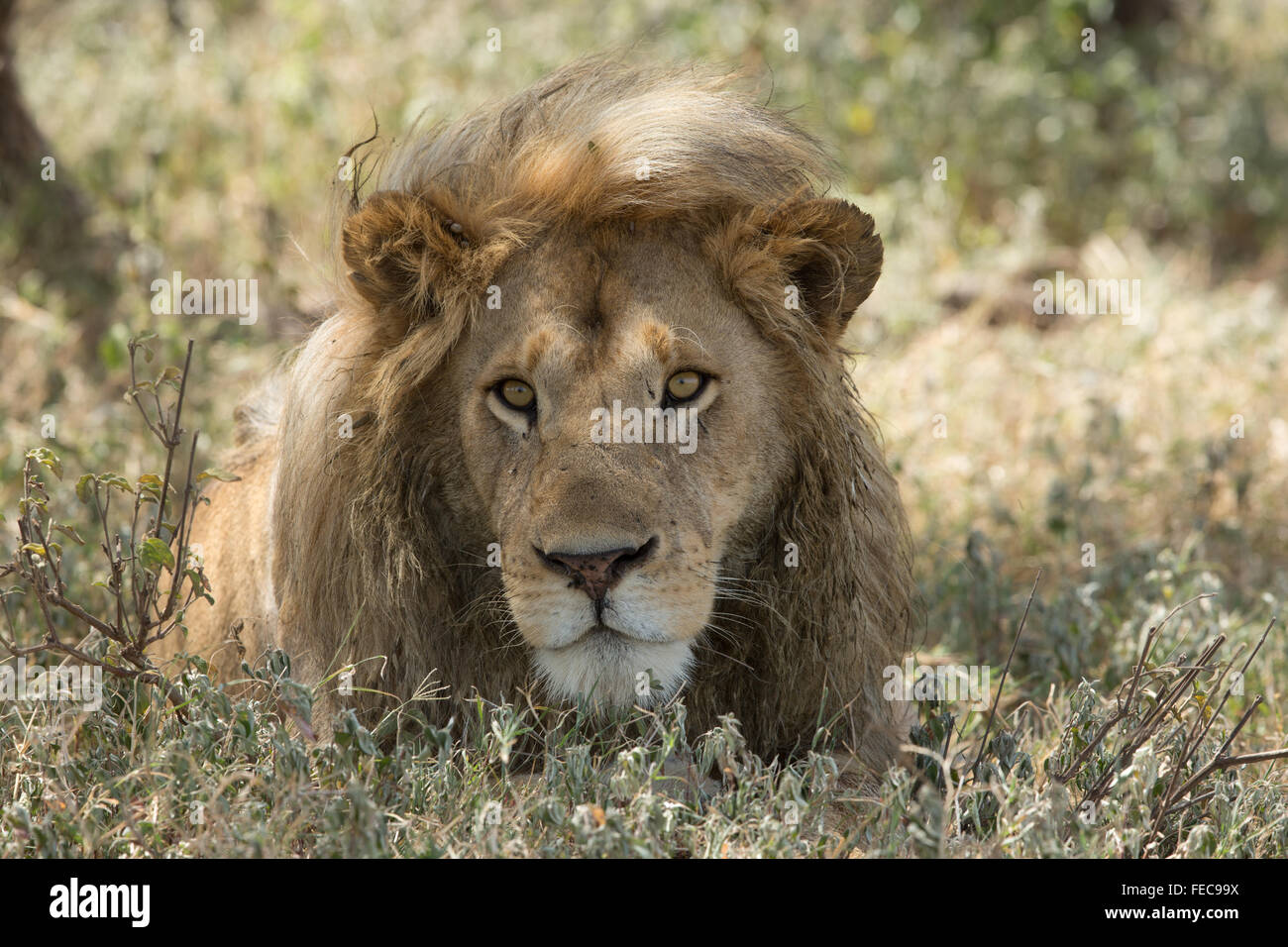 Afrikanische männlichen Löwen in der Serengeti-Nationalpark Tansania Stockfoto