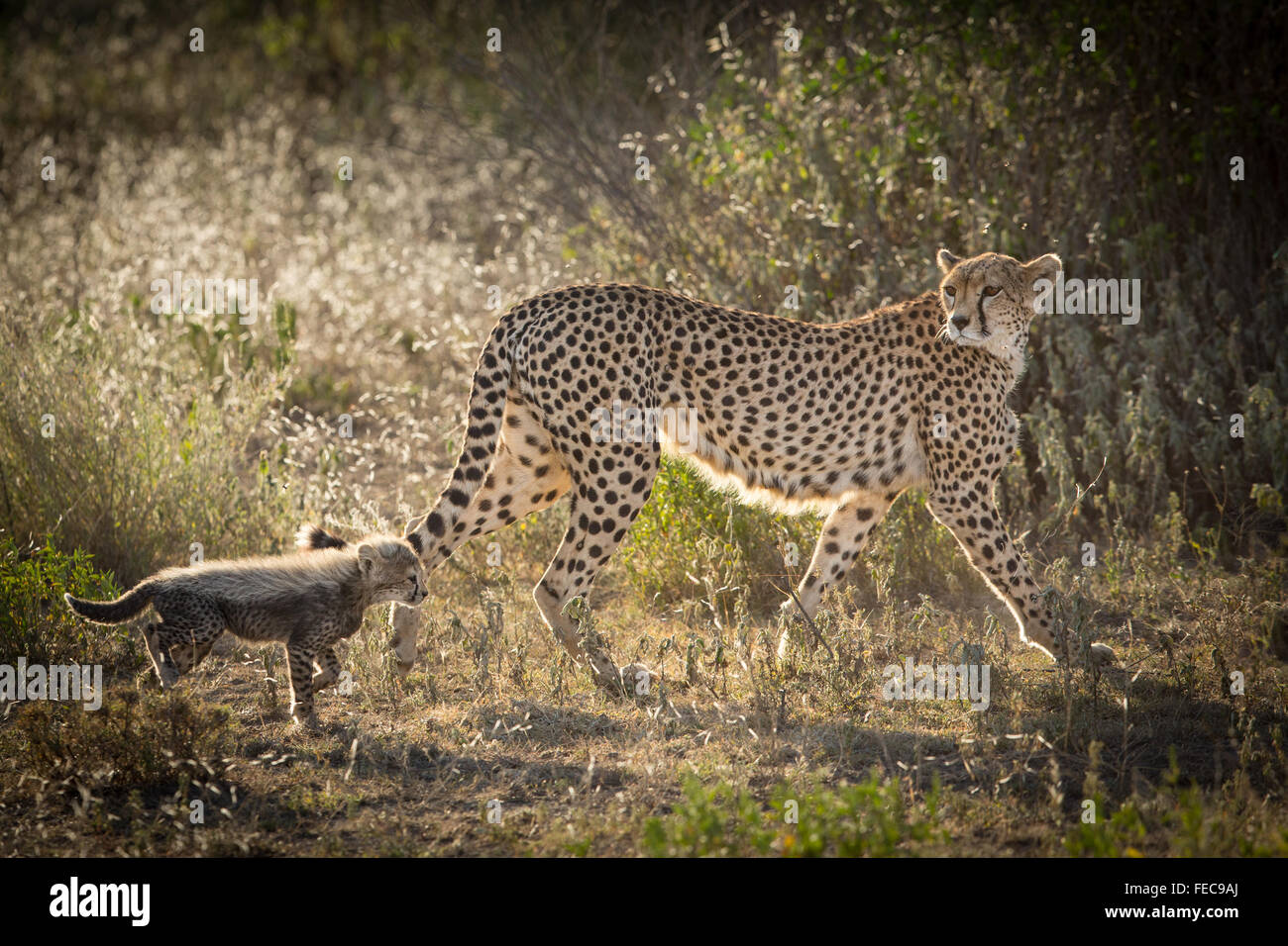 Baby-Geparde, die im frühen Morgenlicht hinter ihrer Mutter im Serengeti Nationalpark Tansania läuft Stockfoto