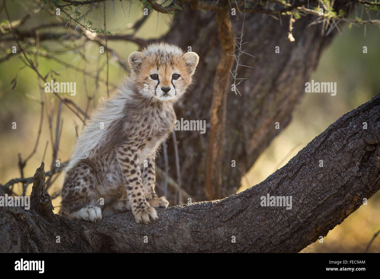Baby afrikanischen Cheetah sitzen in den Baum in der Serengeti-Nationalpark Tansania Stockfoto