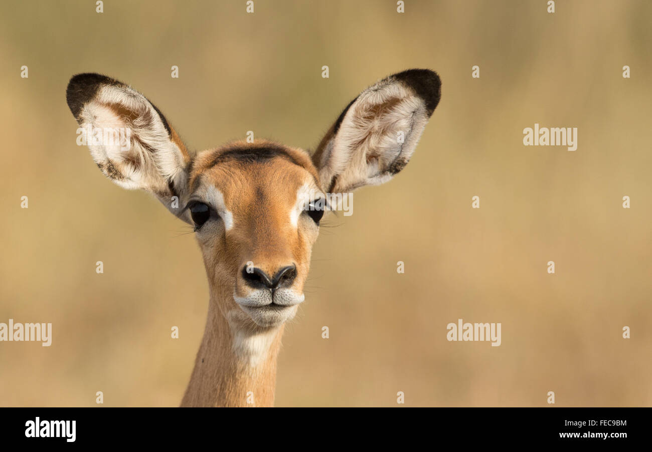 Junge weibliche Impala-Porträt in der Serengeti-Nationalpark Tansania Stockfoto
