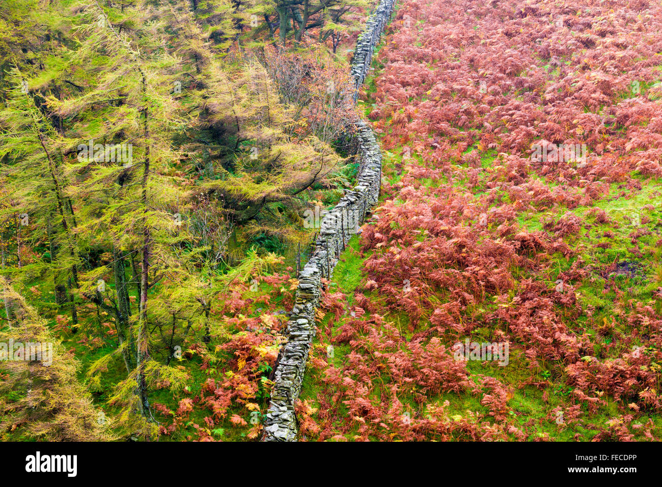 Steinmauer, die die Grenze der Holme Wood in der Nähe von Loweswater im Lake District National Park, Cumbria, England Stockfoto