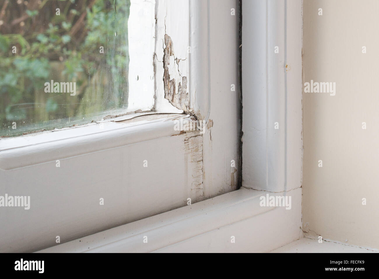 Schäden Sie an einzelnen verglaste Holzfenster Rahmen verursacht durch Kondensation und Regen Stockfoto