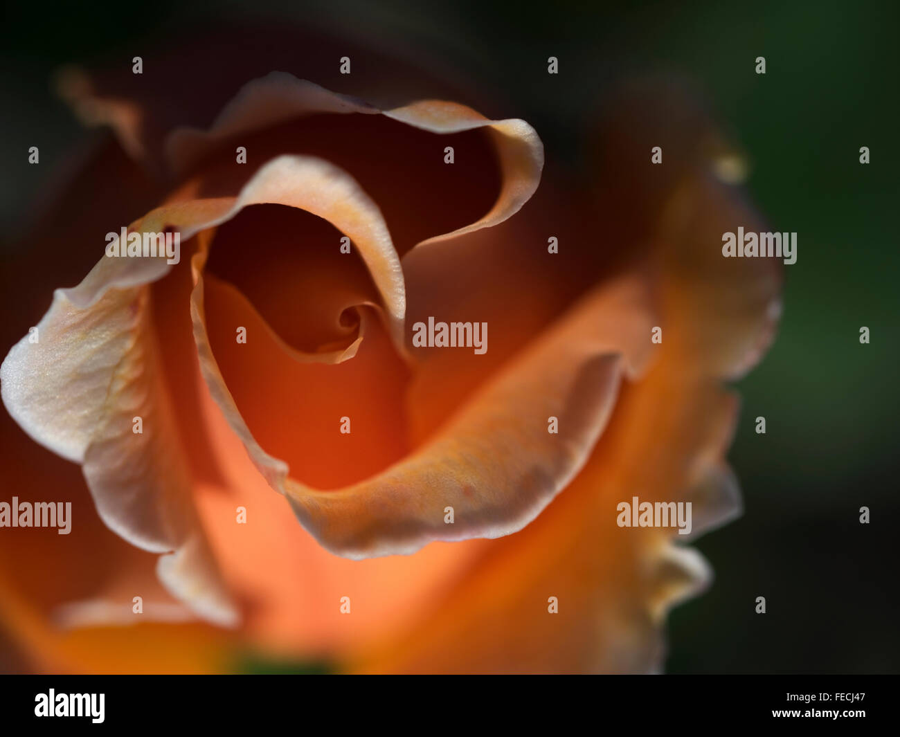 Stieg nur Joey Orange Farbe Rose Makro Rosen Stockfoto