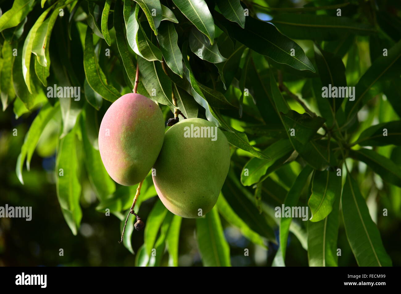 Mangos, die an den Baum hängen Stockfoto