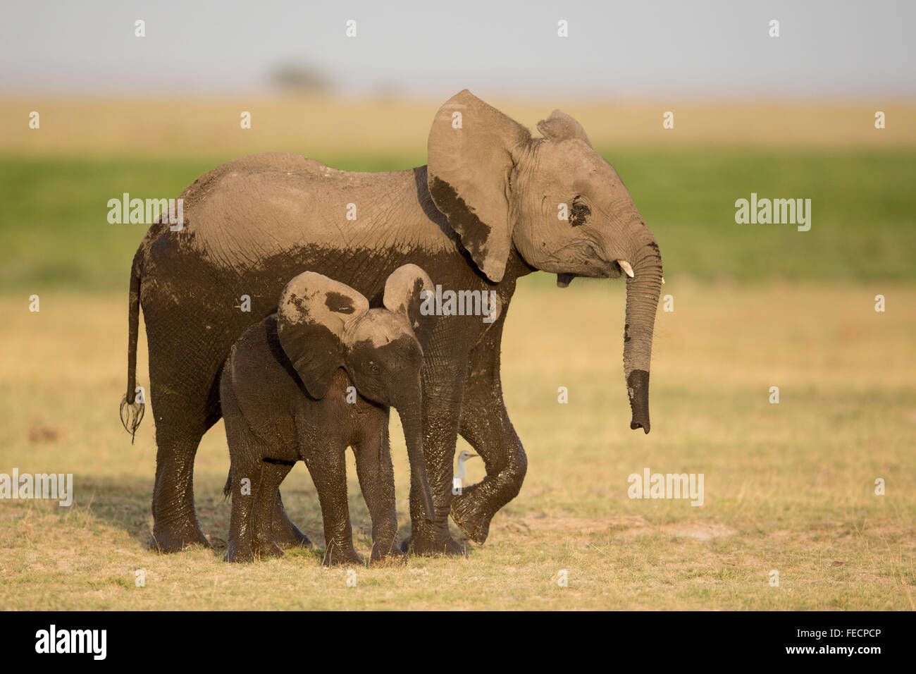 Zwei junge afrikanische Elefanten im Amboseli-Nationalpark Kenia Stockfoto