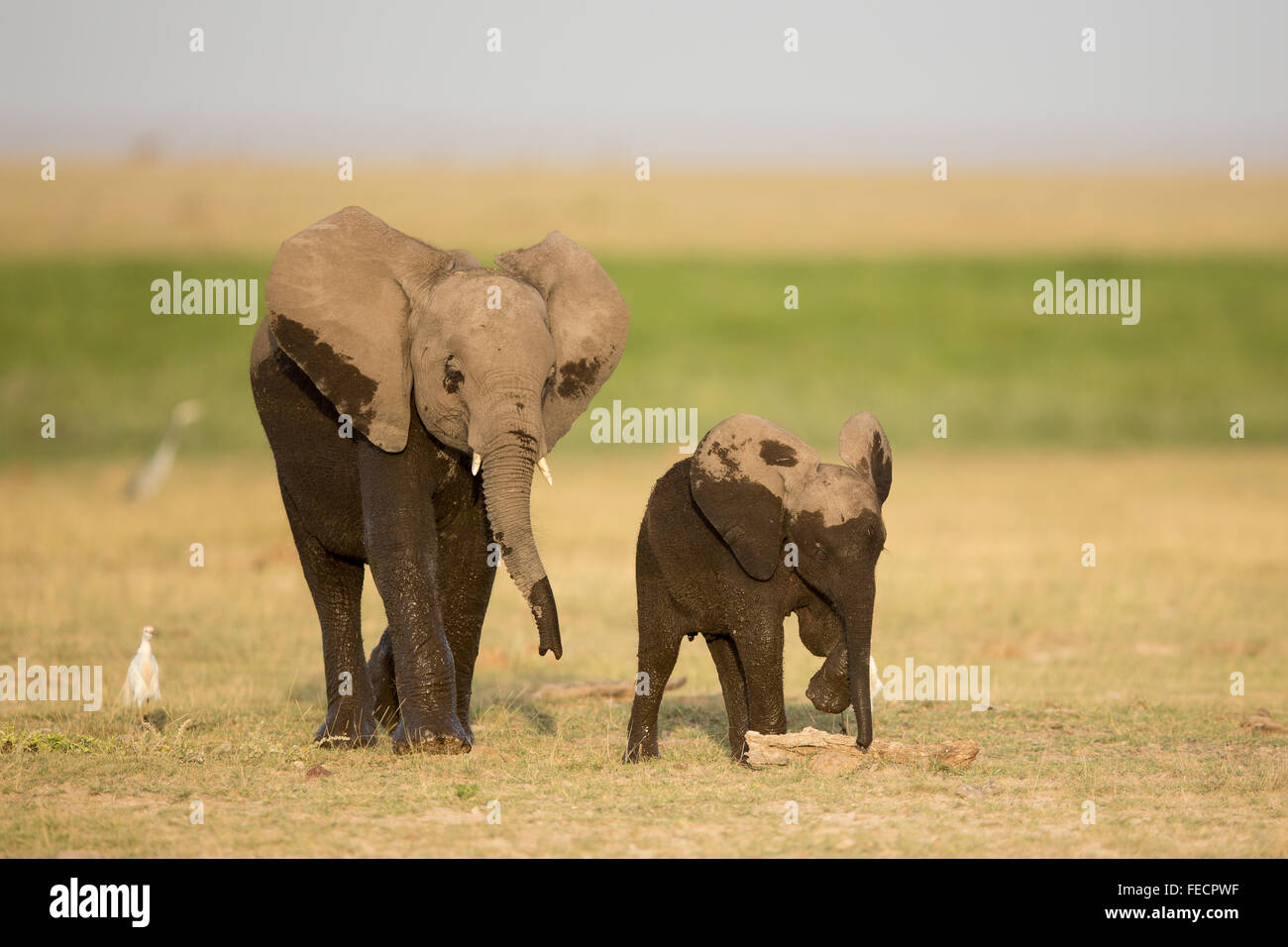Zwei afrikanische Elefanten Amboseli-Nationalpark Kenia Stockfoto