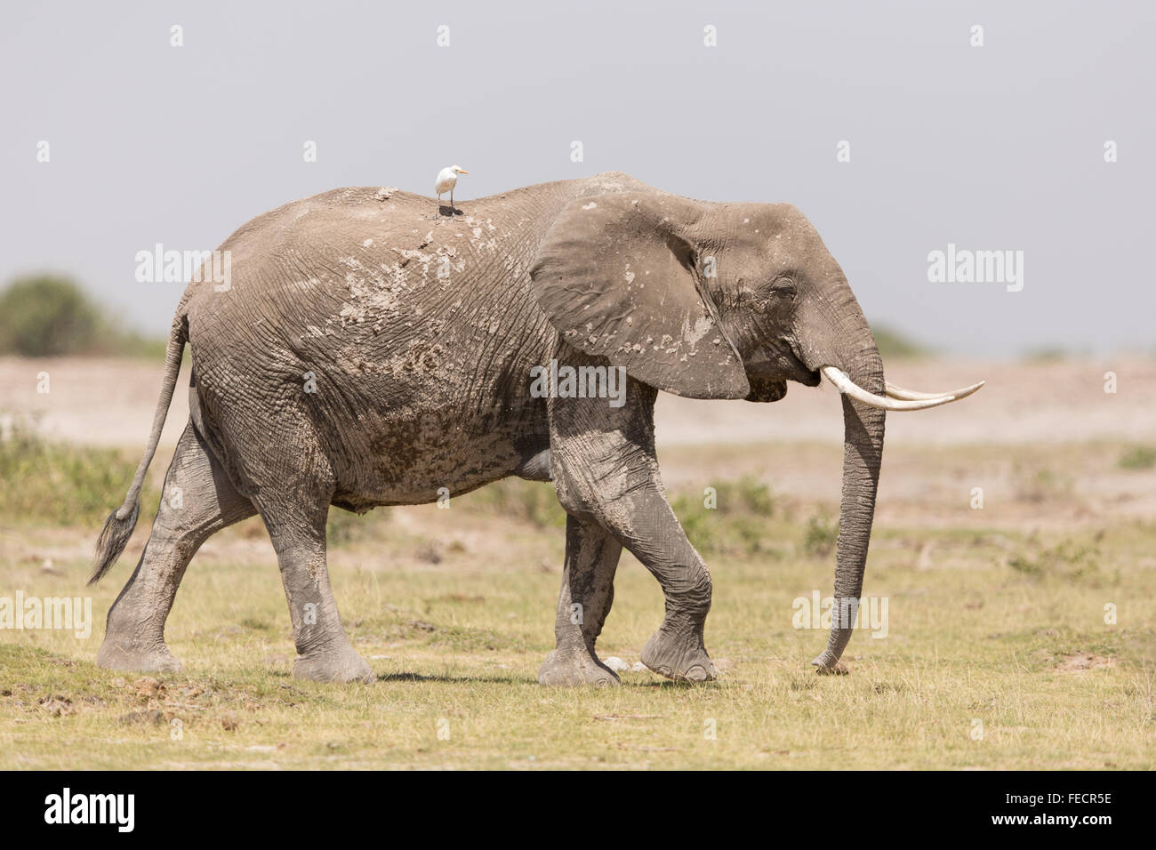 Eine weibliche afrikanische Elefanten Amboseli Nationalpark Kenia Stockfoto