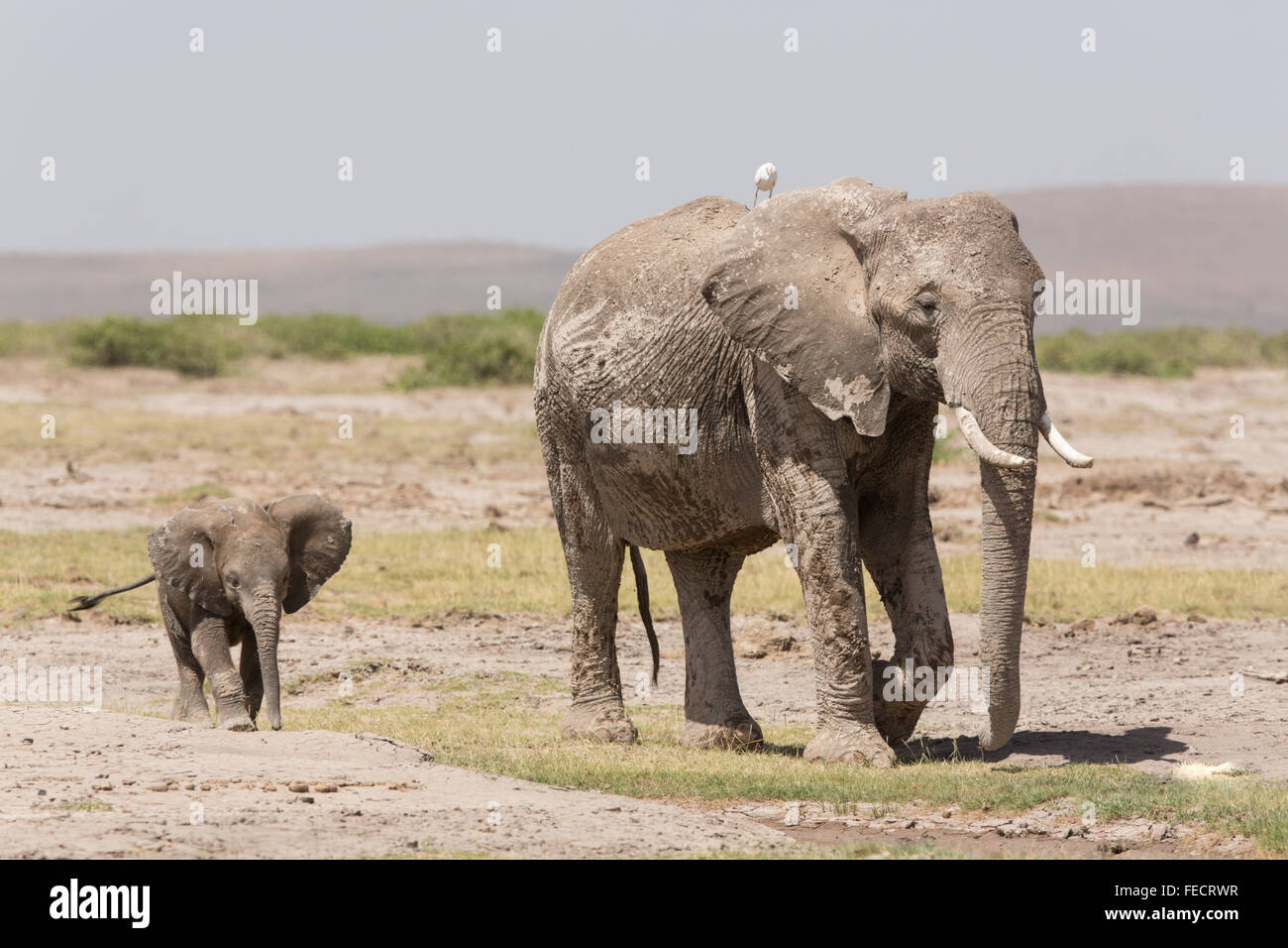 Erwachsene weibliche afrikanischen Elefanten mit ihrem kleinen Baby in Amboseli-Nationalpark Kenia Stockfoto