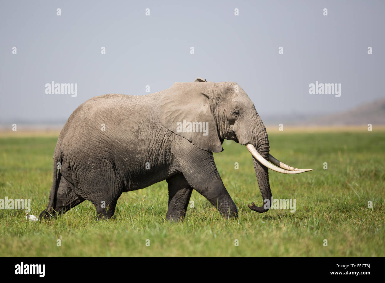 Eine große Bull afrikanische Elefanten Amboseli Nationalpark Kenia Stockfoto