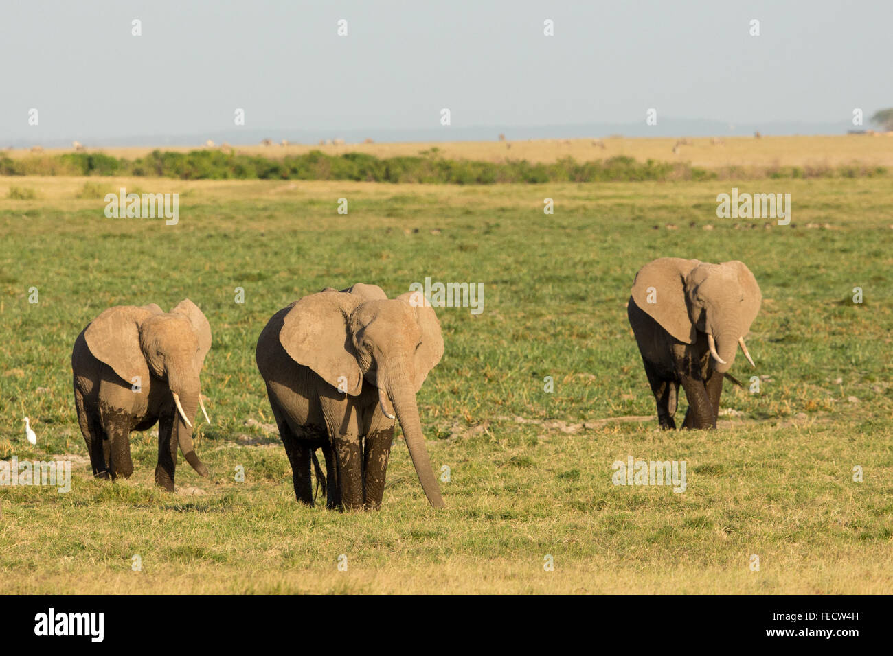 Kleine Gruppe von afrikanischen Elefanten in der Nähe von Marsh im Amboseli-Nationalpark Kenia Stockfoto