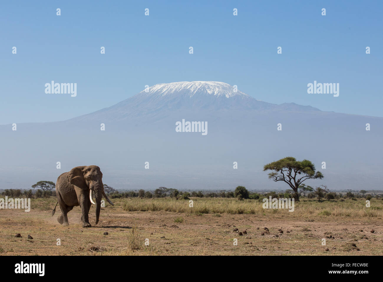 Ein erwachsener Elefantenbulle, der in Amboseli mit schneebedeckter Kulisse auf dem Kilimandscharo unterwegs ist Stockfoto