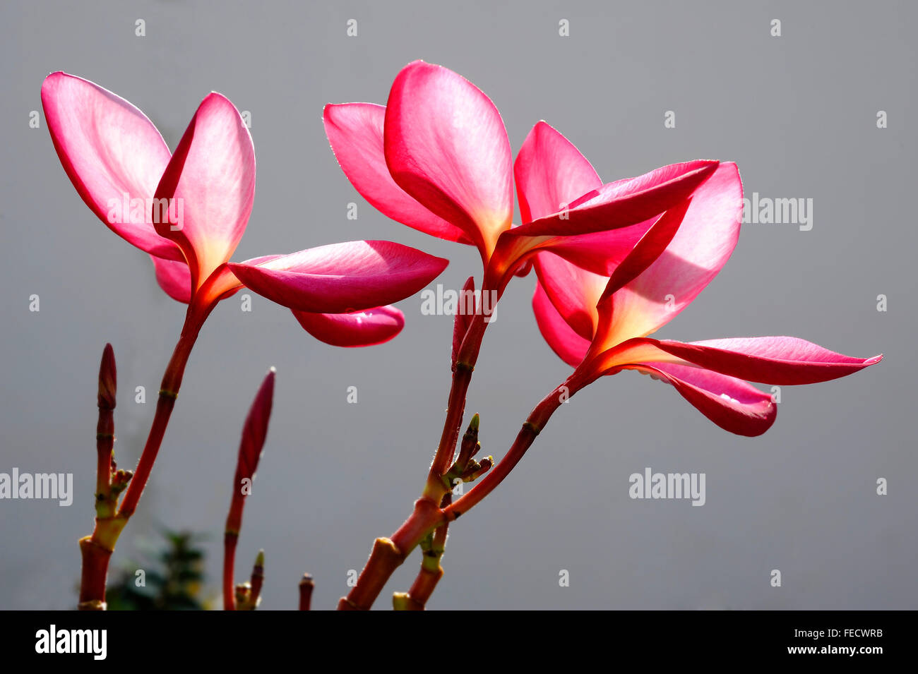 Plumeria Blume Stockfoto
