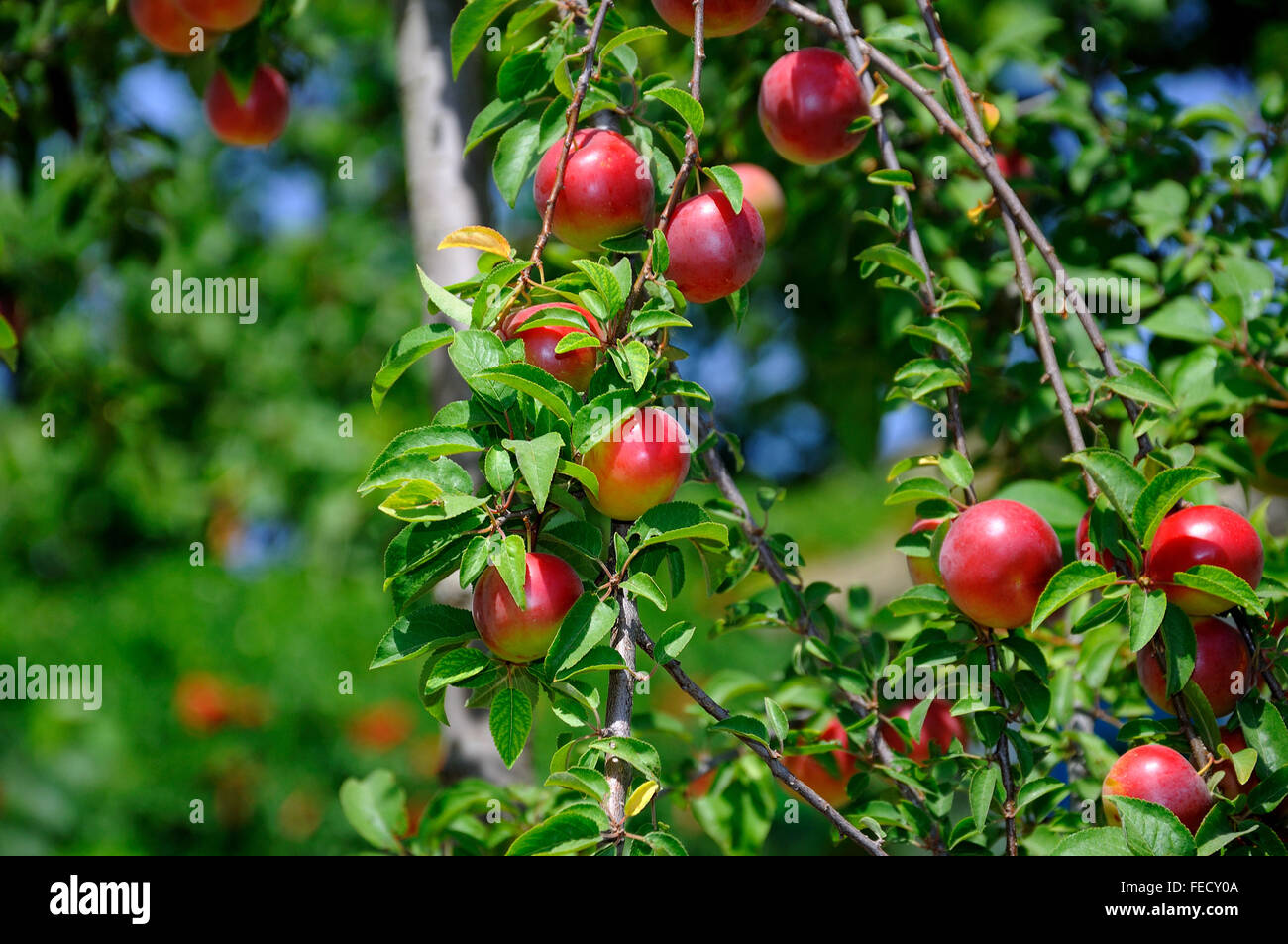 Die Zweige der Pflaume Frucht im Garten mit einer Nahaufnahme Stockfoto