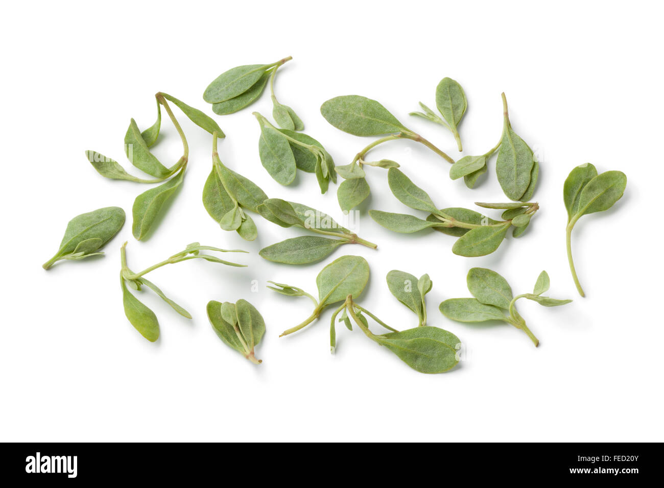 Frische grüne Saltbush hinterlässt auf weißem Hintergrund Stockfoto