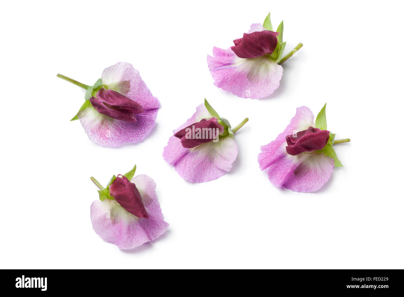 Frisch duftende Platterbse Blumen auf weißem Hintergrund Stockfoto