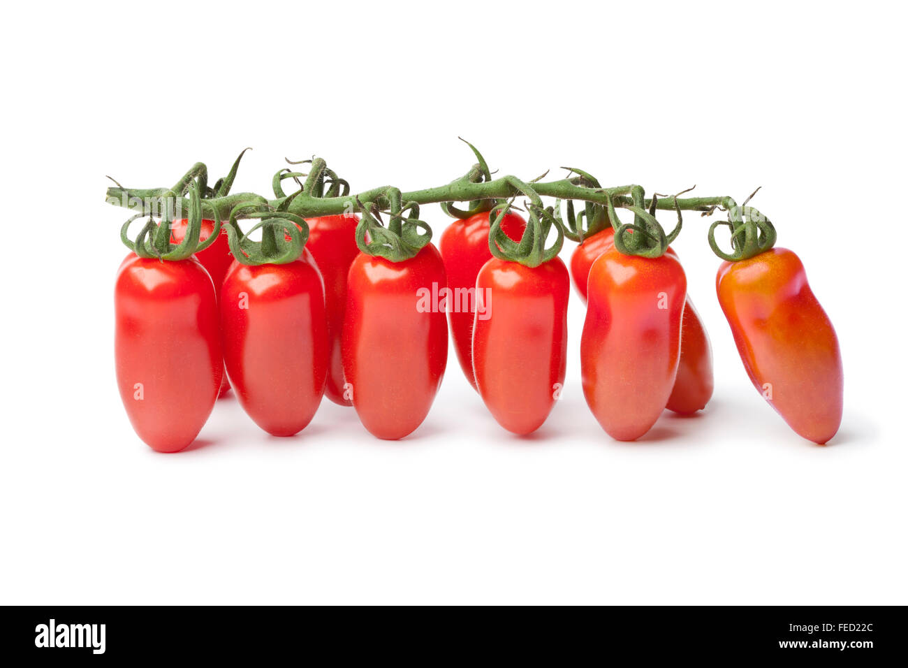 Frische Baby San Marzano Tomaten auf einem Weinstock auf weißem Hintergrund Stockfoto