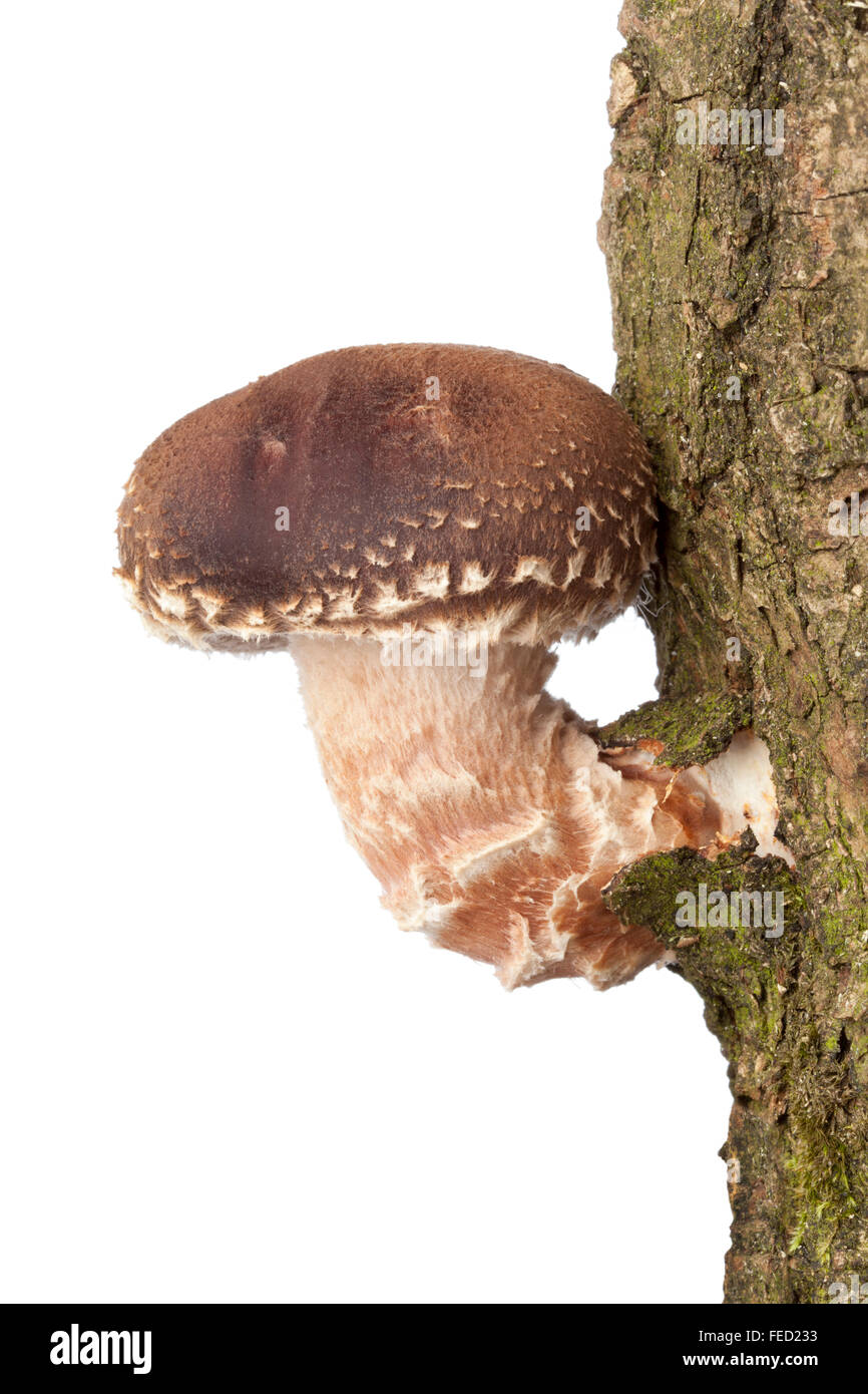 Eine frische Shiitake-Pilz wächst auf einem Baum hautnah auf weißem Hintergrund Stockfoto