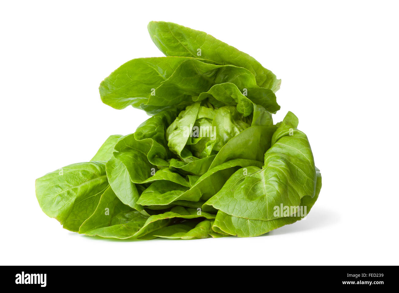 Frische grüne Kleinod Salat auf weißem Hintergrund Stockfoto