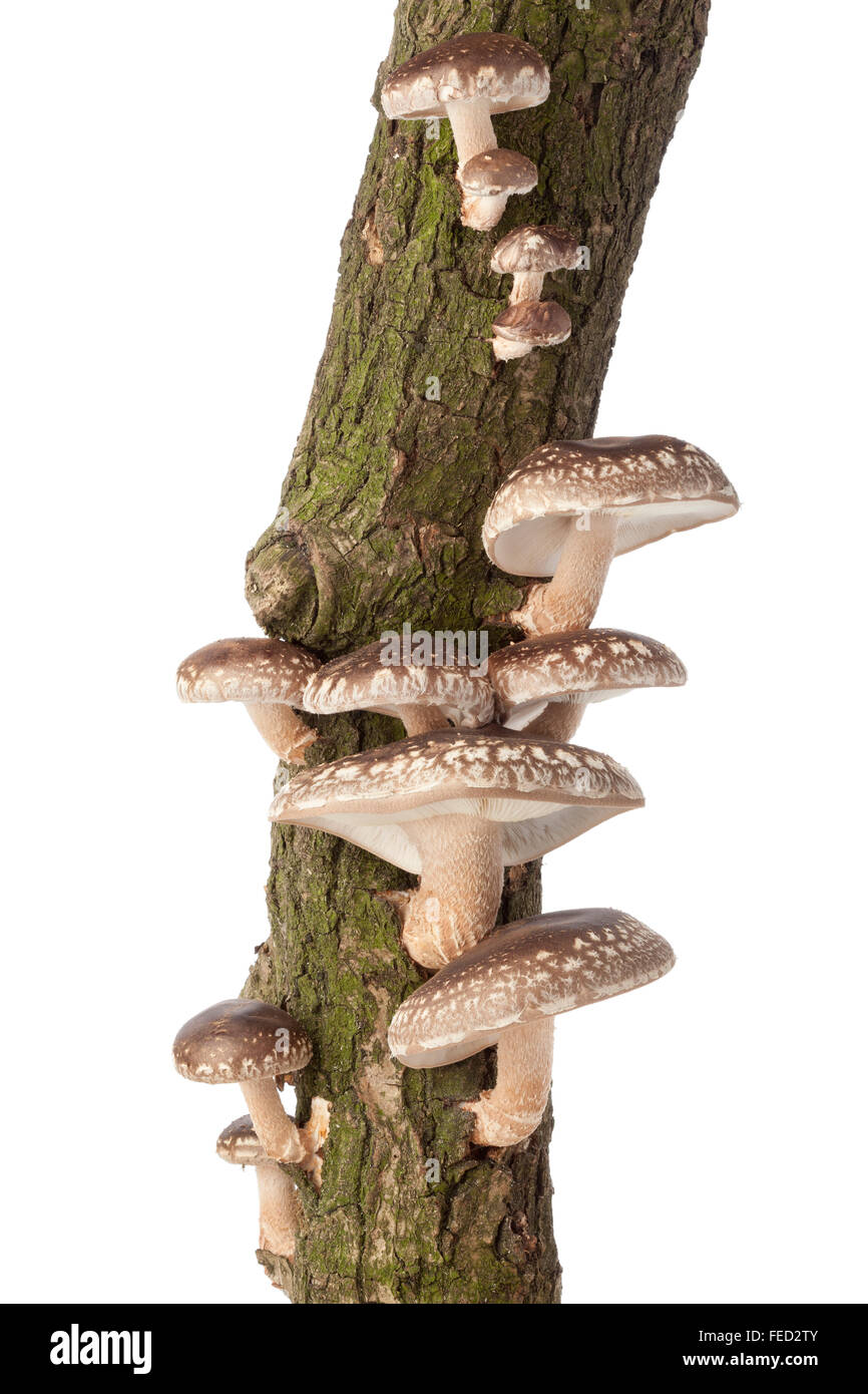 Frische Shiitake-Pilze wachsen auf einem Baum auf weißem Hintergrund Stockfoto