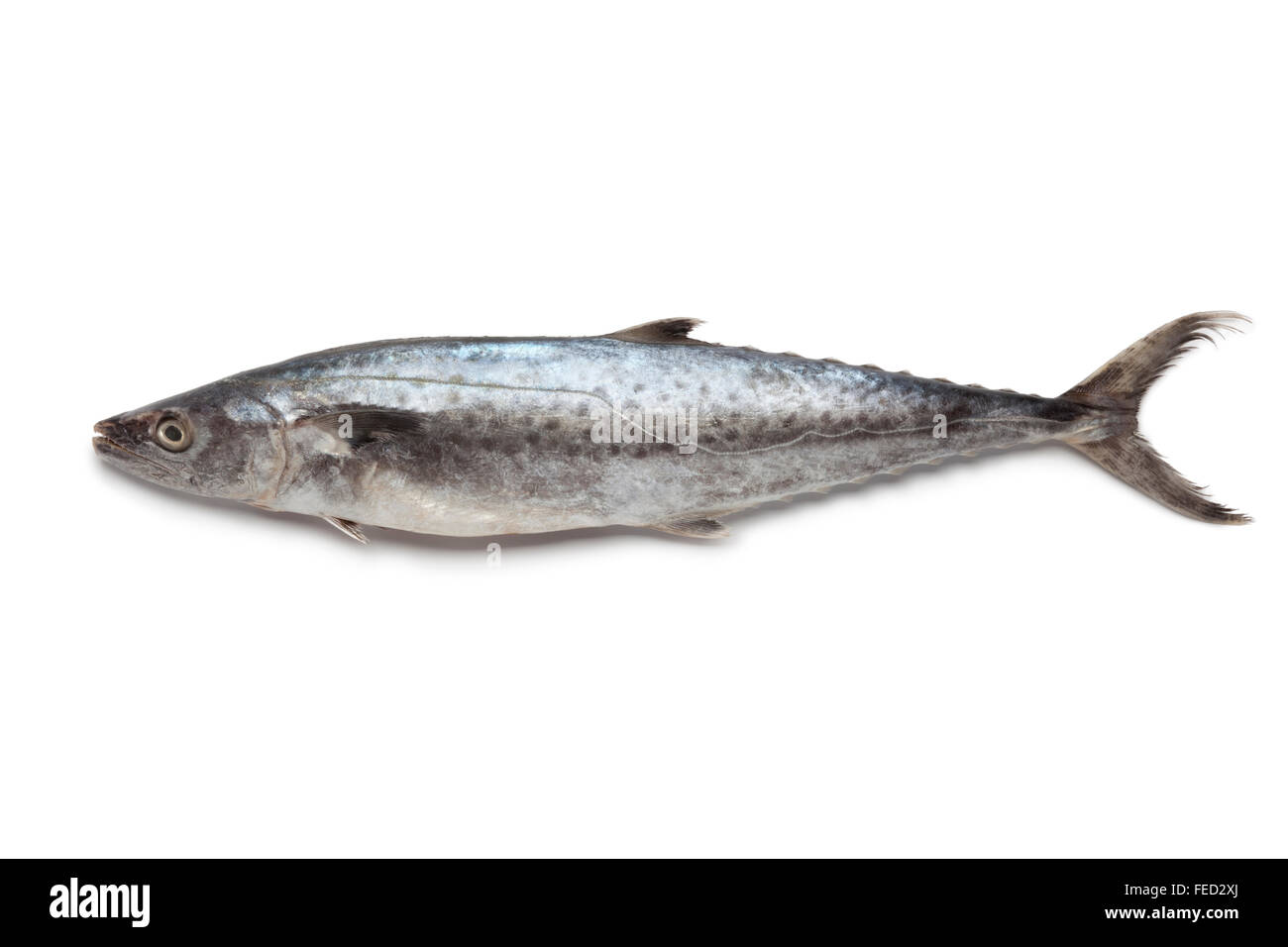Ganz einzigen frischen Kingfish auf weißem Hintergrund Stockfoto