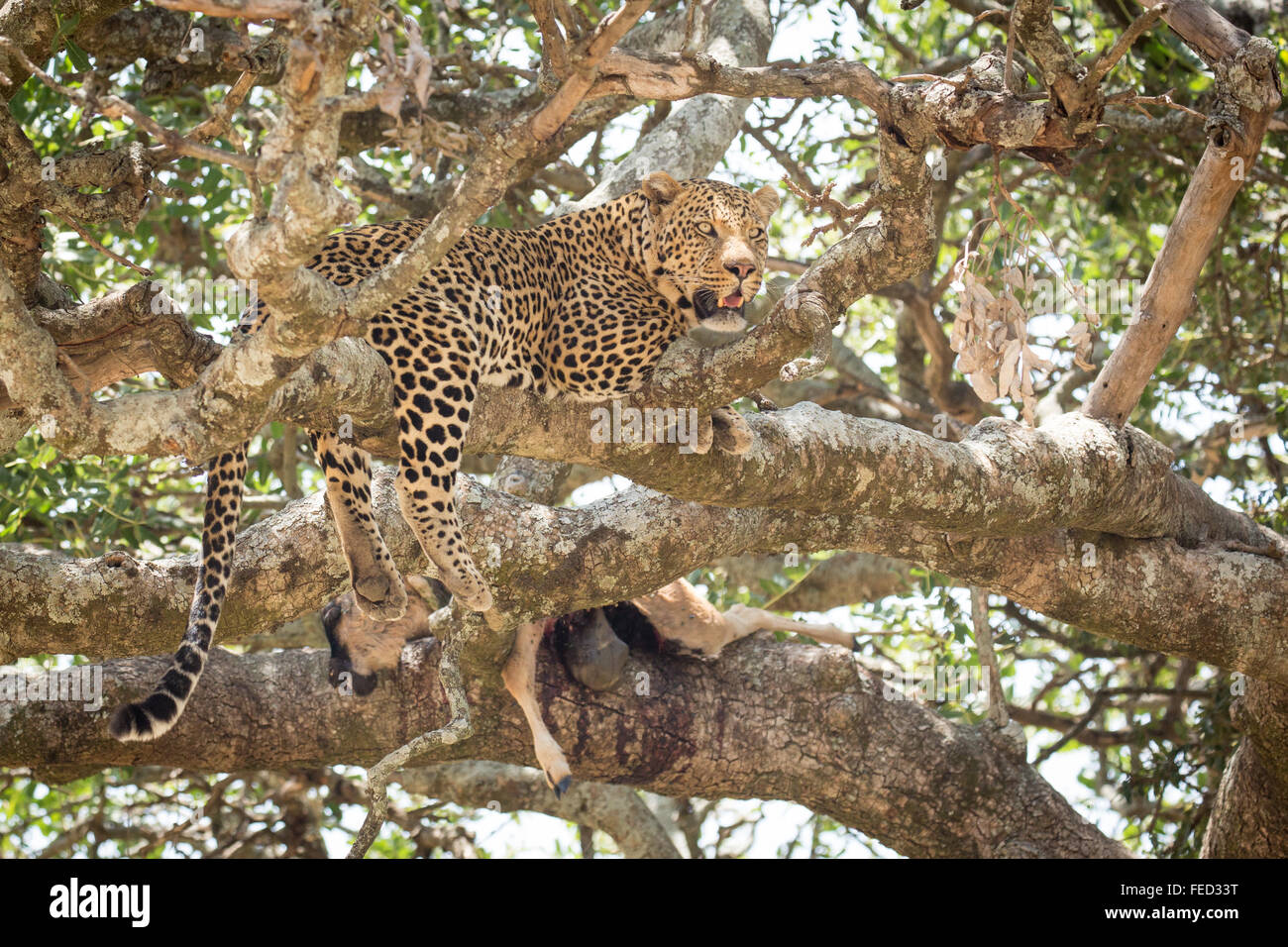 Erwachsenen männlichen afrikanischen Leoparden im Baum mit einem Kill in der Serengeti-Nationalpark Tansania Stockfoto