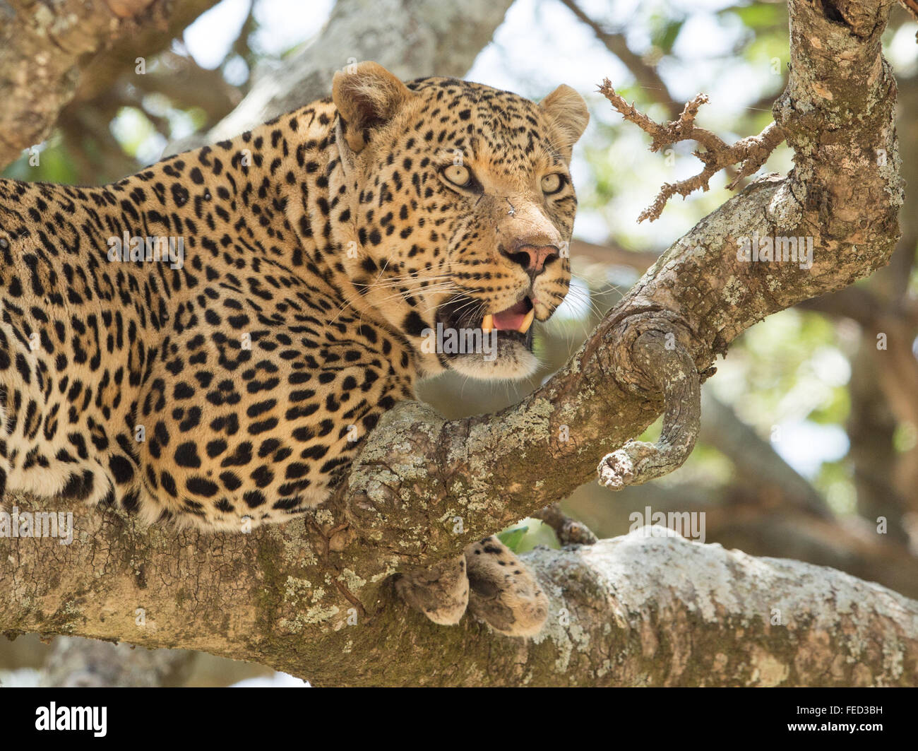 Afrikanischer Leopard Serengeti Nationalpark, Tansania Stockfoto