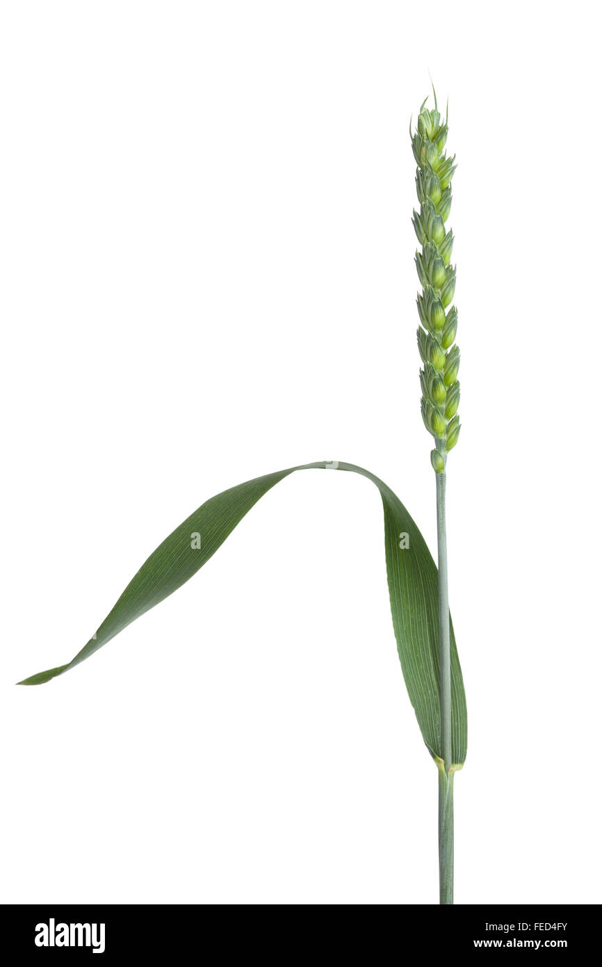 Einzigen frischen Bio Weizen Stengel auf weißem Hintergrund Stockfoto