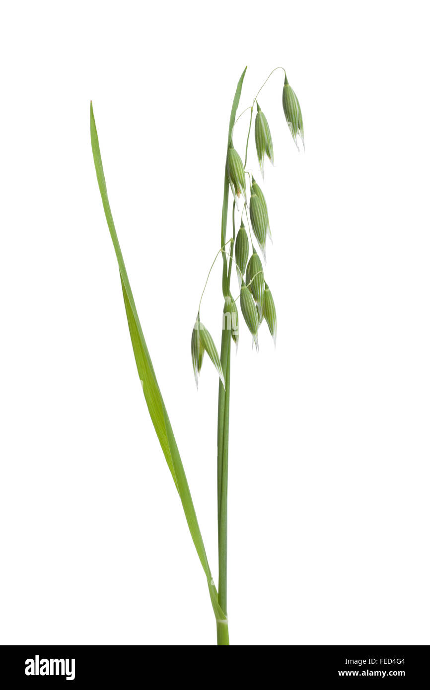 Frischen Hafer Pflanze auf weißem Hintergrund Stockfoto