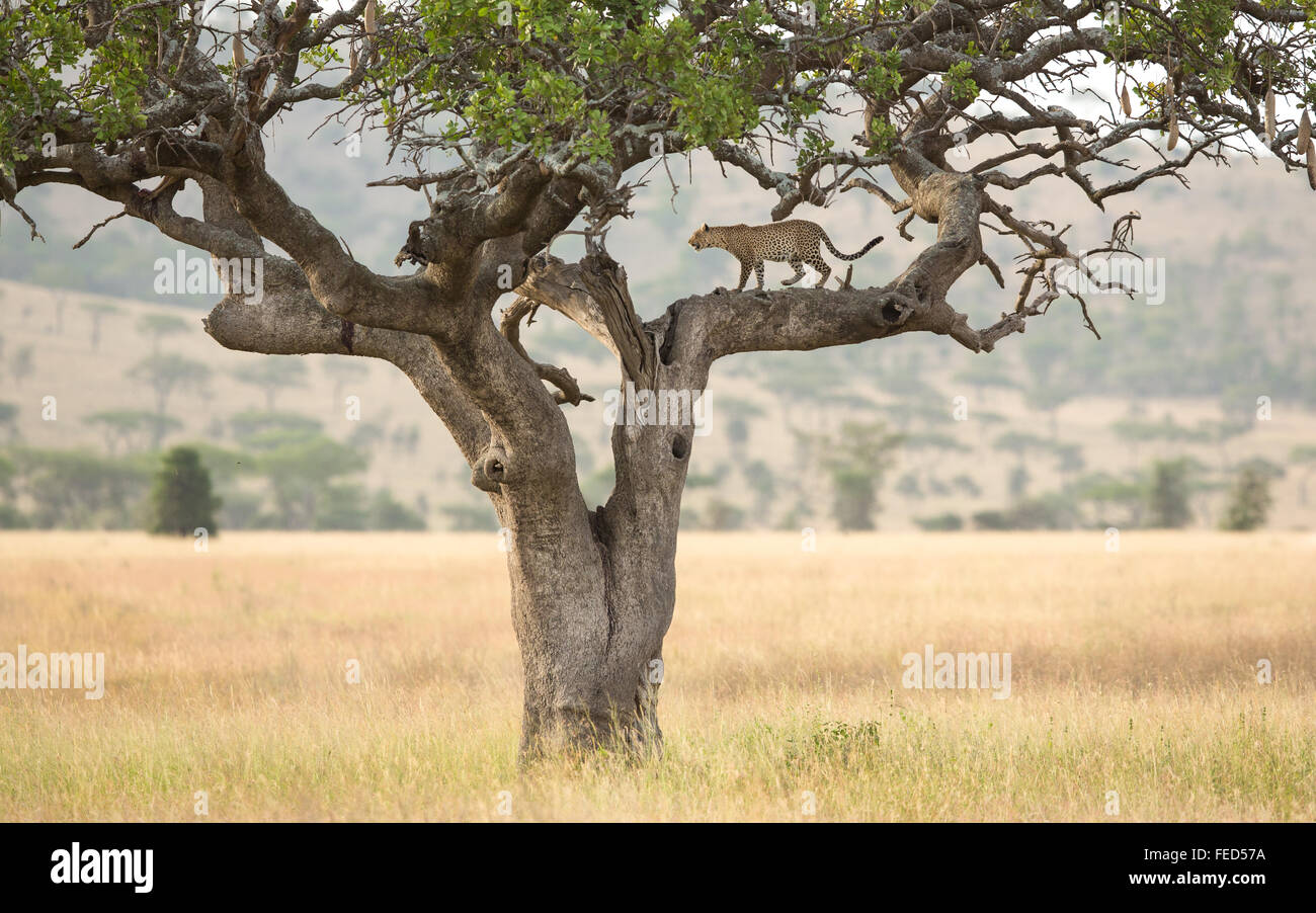 Afrikanischen Leoparden in einem Wurst-Baum in Serengeti Nationalpark, Tansania Stockfoto