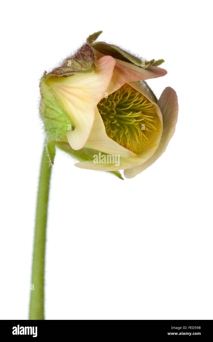 Nahaufnahme von Wasser Avens Blume auf weißem Hintergrund Stockfoto