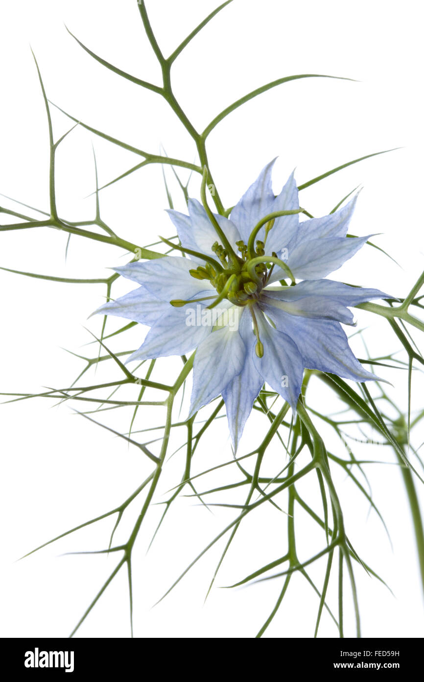 Blaue Blume Nigella hautnah auf weißem Hintergrund Stockfoto