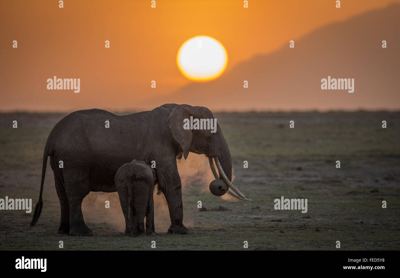 Afrikanischer Elefant mit Babydust beim Sonnenaufgang im Amboseli Nationalpark Kenia Stockfoto