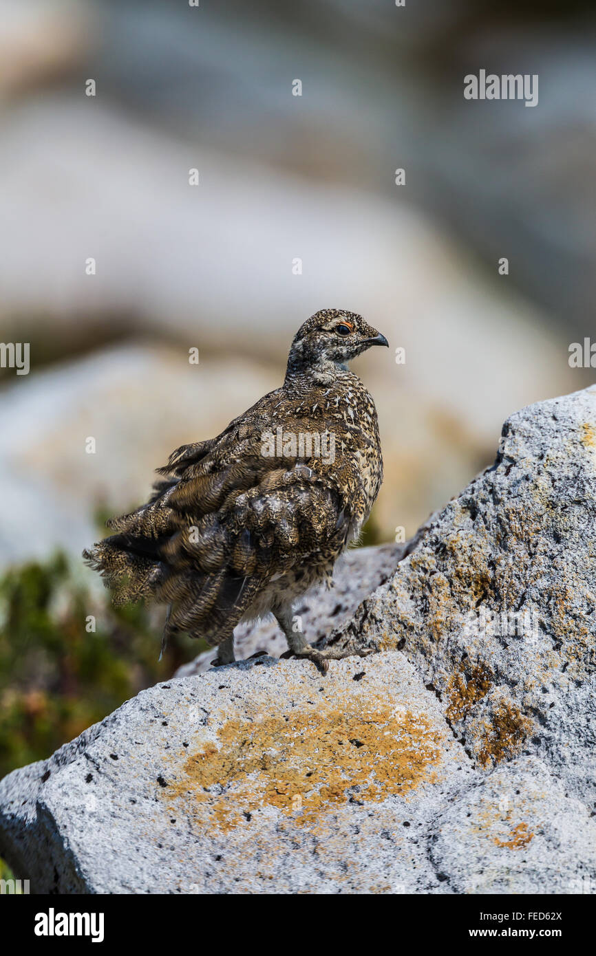 White-tailed Schneehühner Lagopus Leucura auf Suche Rock und Kräuseln seine Federn, Mount Baker Wildnis, Washington State, USA Stockfoto