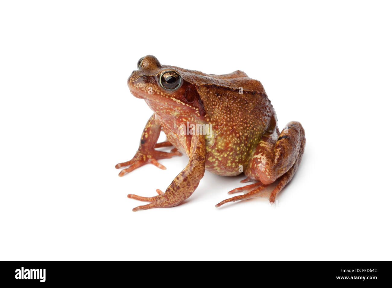 Seitenansicht von einem einzigen braunen Grasfrosch auf weißem Hintergrund Stockfoto