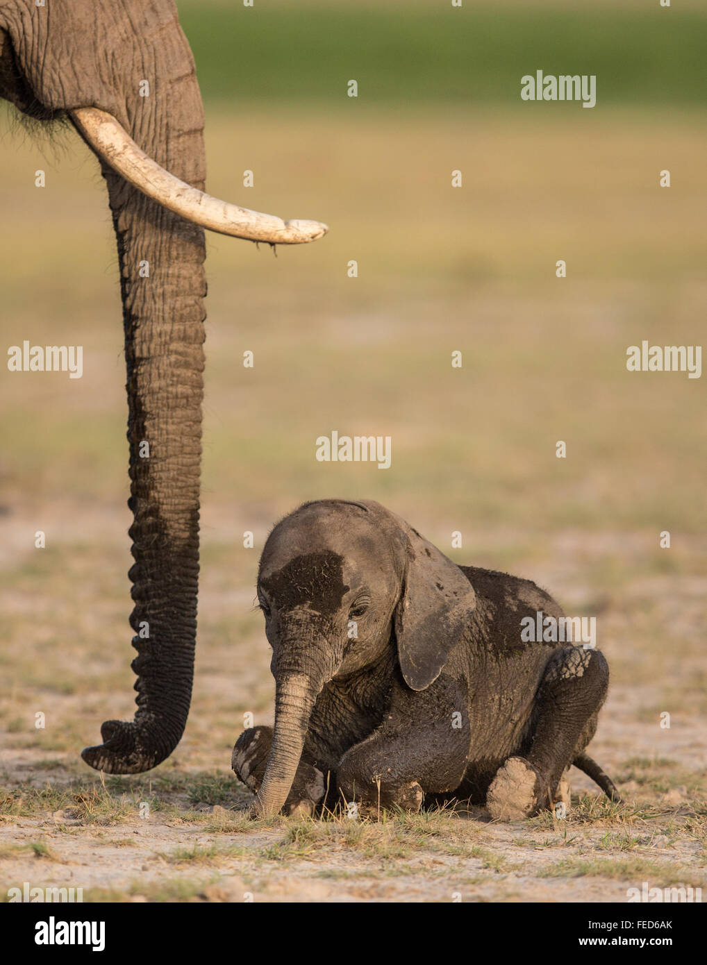 African Baby Elephant sitzt neben Mutter Amboseli Nationalpark Kenia Stockfoto