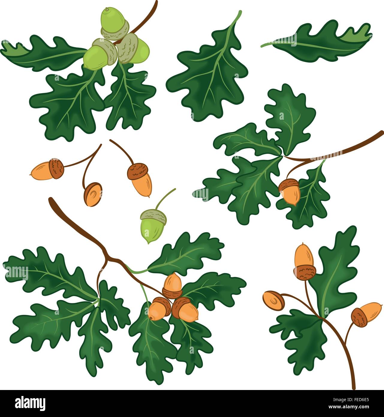 Eiche Niederlassungen mit Blättern und Eicheln Stock Vektor