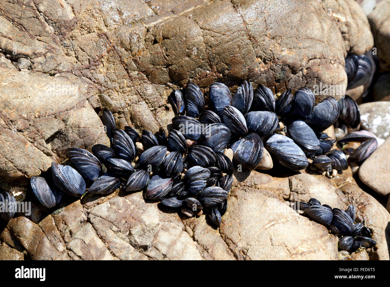 Frische Miesmuscheln wachsen auf den Felsen der Ocean of New Zealand Stockfoto